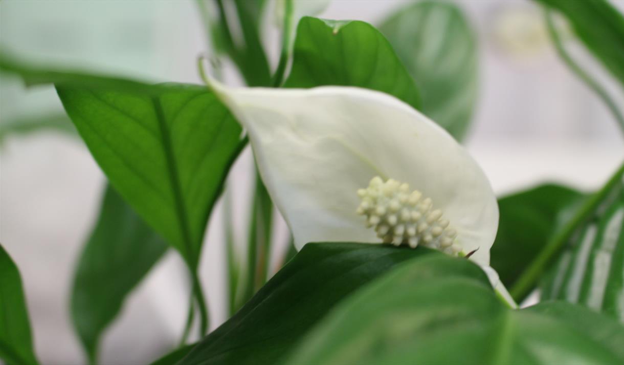 Image of peace flowers on Peace Lily