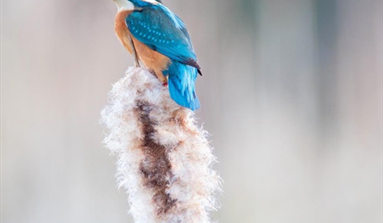 The image shows a blue bird on a white flower.