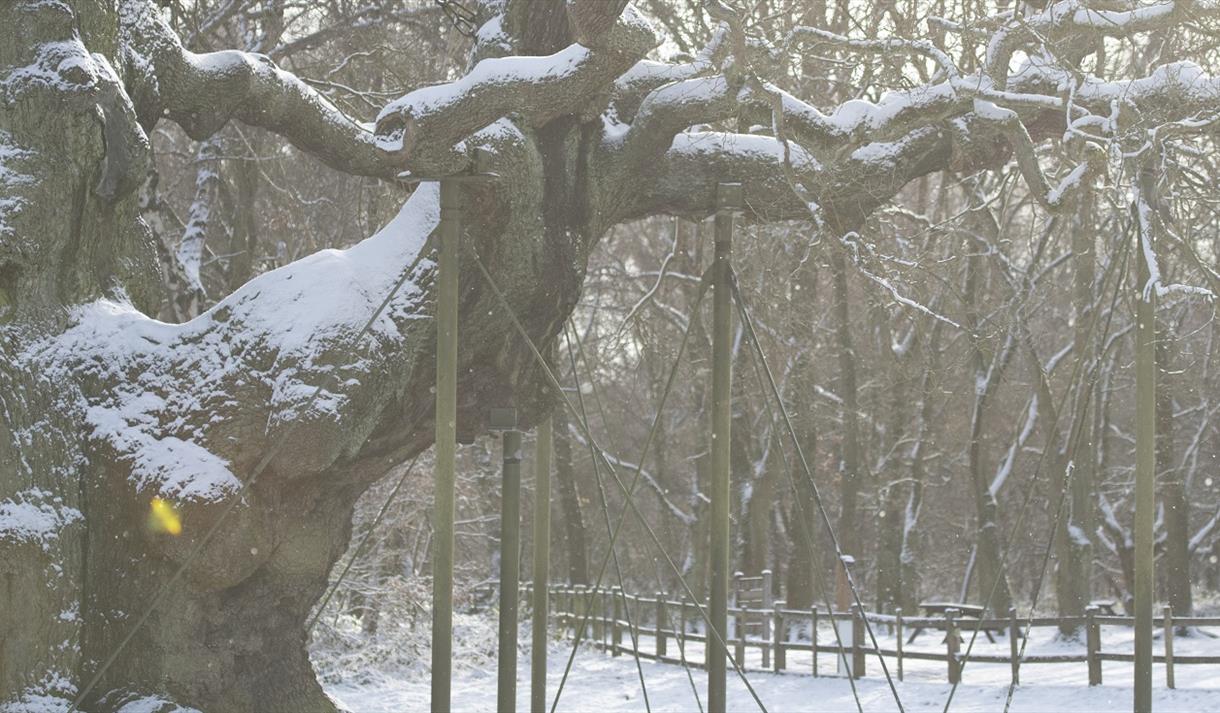 Winter Tree ID