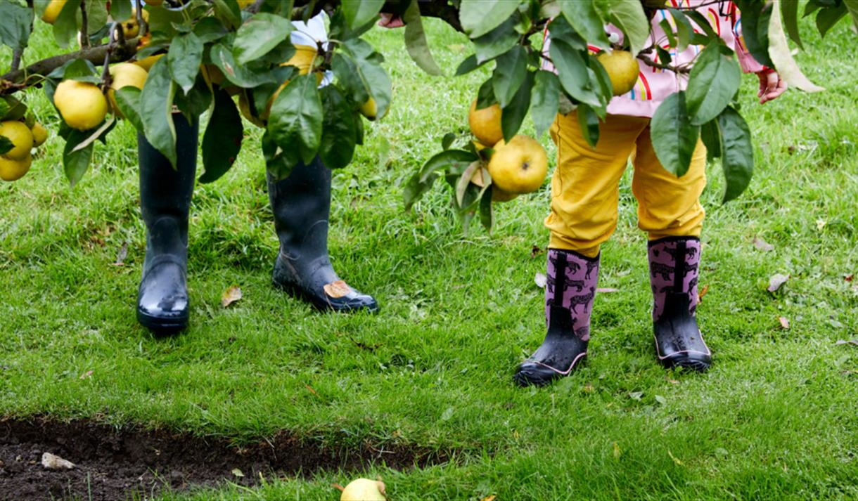 Photo of apple picking