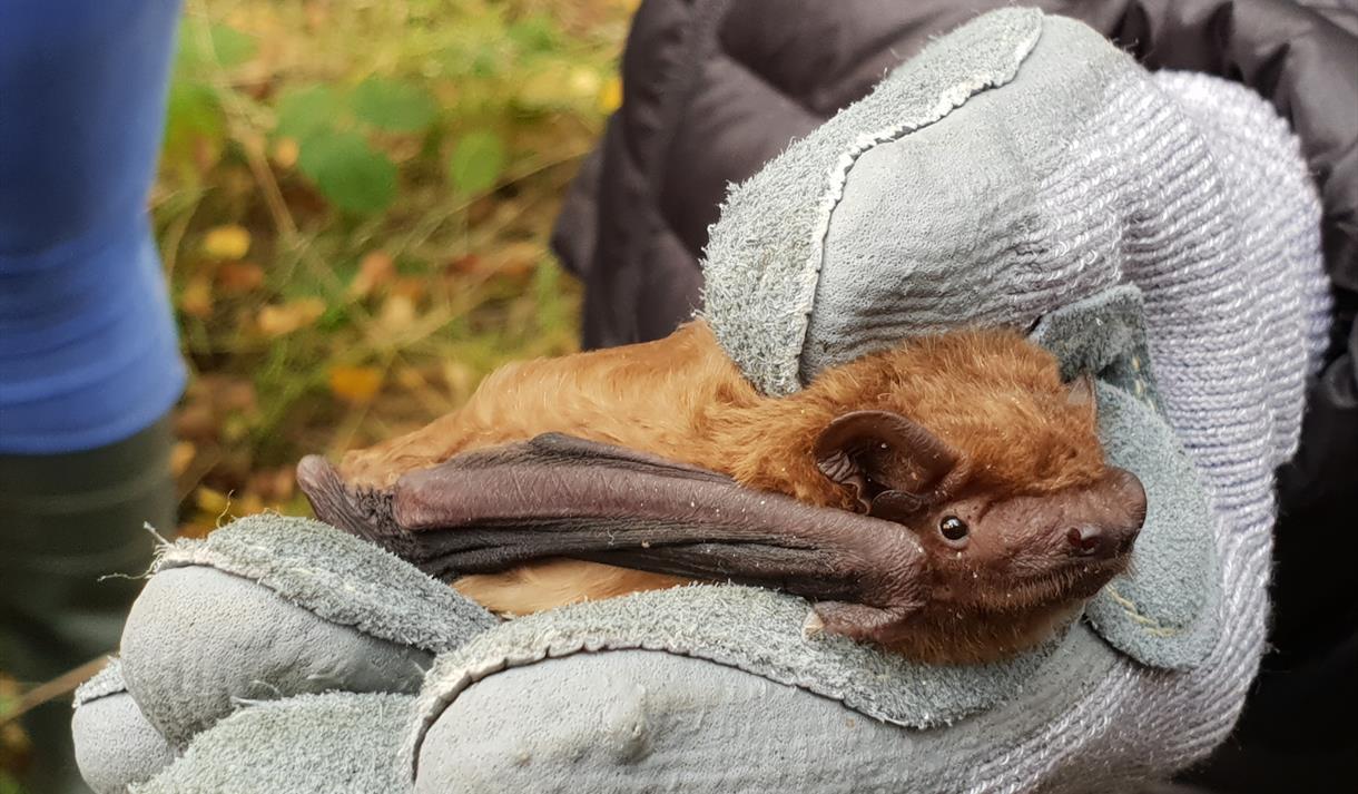 A Small bat being held gently in a glove.