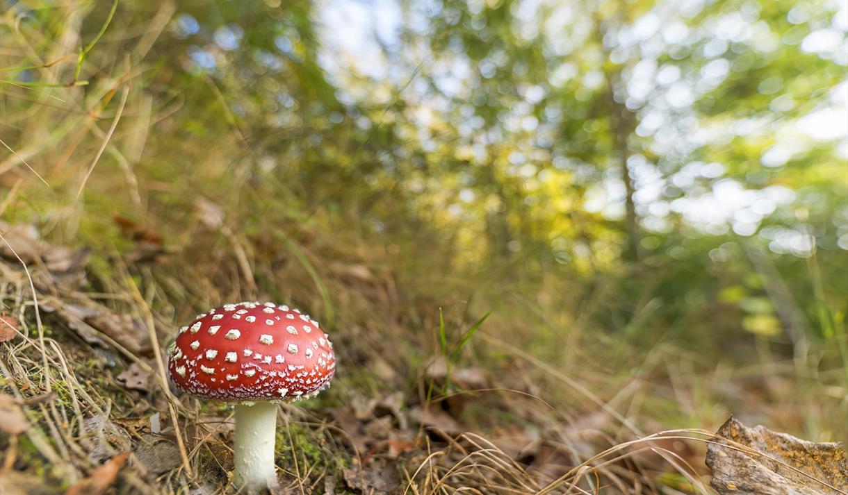 Fungi Foray Family Trail