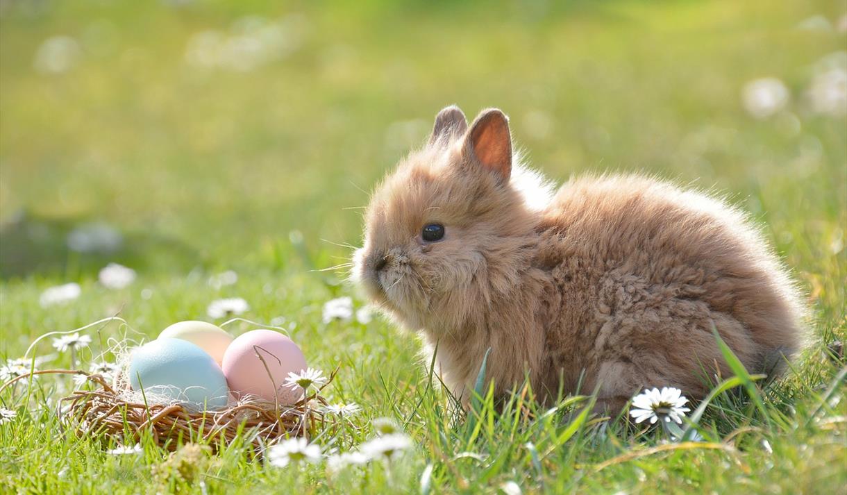 Easter Egg Hunt 21 At Rufford Abbey Visit Nottinghamshire