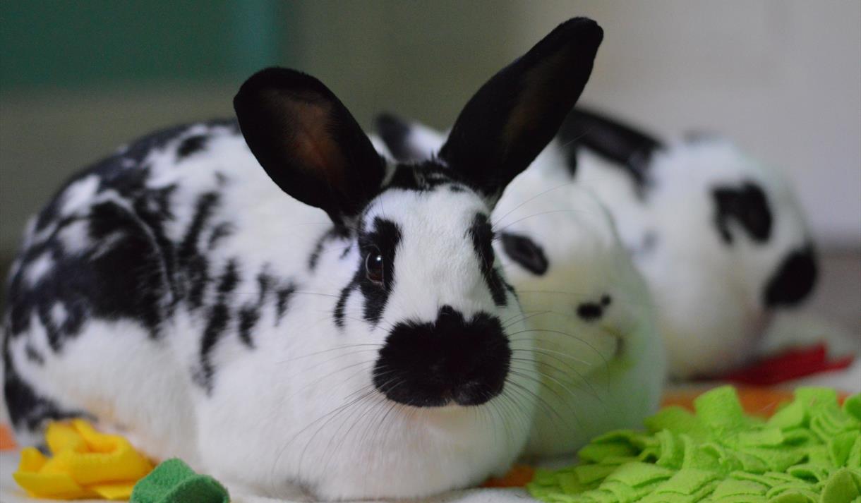 National Rabbit Festival