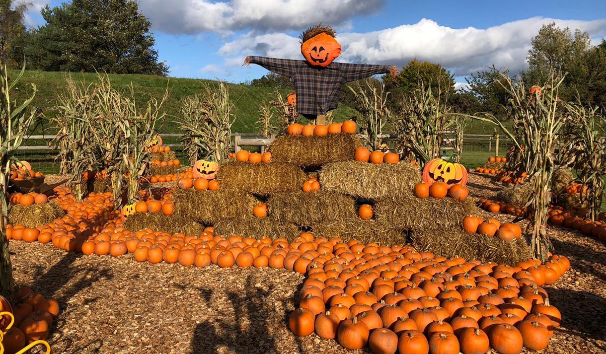 Pumpkin Patch