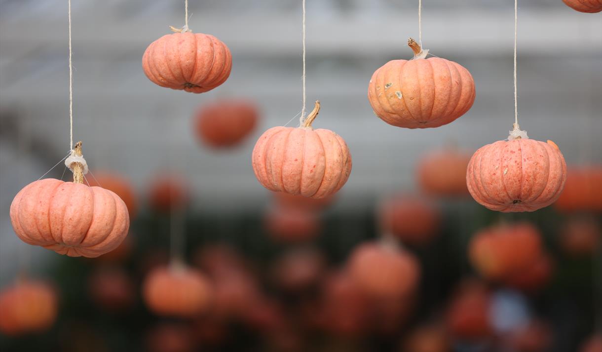Halloween Trail at Green's Windmill
