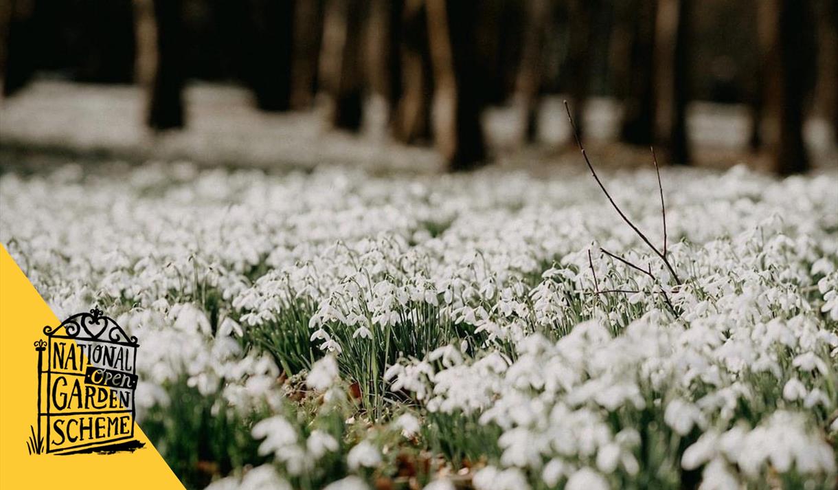 National Open Garden Scheme Snowdrop Walk at Norwood Park
