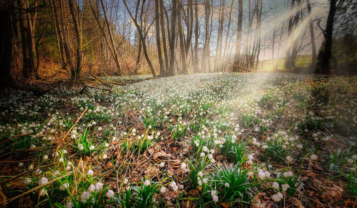 Snowdrops Nottinghamshire