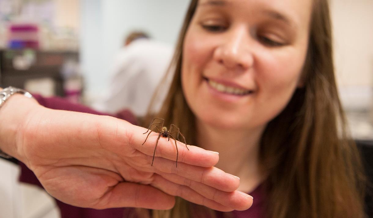 Photo of a spider crawling on a woman's hand.