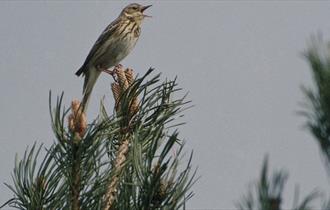 bird cawing into sky