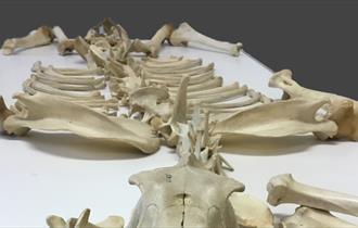 Ice Age Skeleton Science Event Image 

