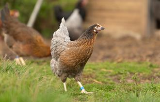 Welbeck Kitchen Garden Tours Image