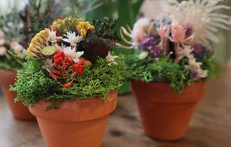mini garden arrangements