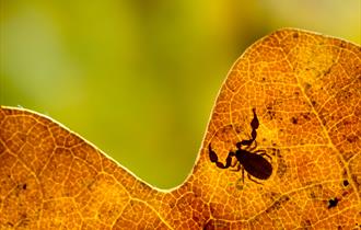 A pseudo-scorpion on an oak leaf