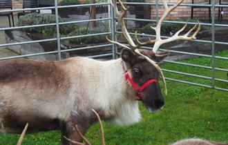 YMCA Christmas Family Fun Day