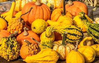 Nottinghamshire ‘Pick Your Own’ Pumpkins | Southwell
Credit David Allen