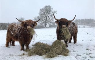 Manor Farm Park & Woodlands, Nottinghamshire