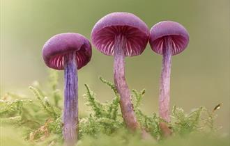 A row of three pink mushrooms on a mound of moss