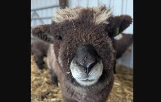 What's on at Stonebridge City Farm this Half Term