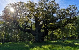 Major Oak by Lucy Hodson