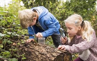 Sherwood Forest Bug Safari
