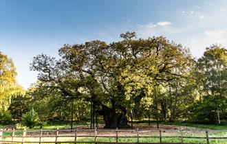 The Major Oak in Sherwood Forest | Visit Nottinghamshire