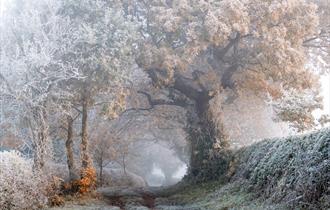 A frosty woodland scene
