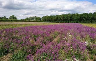 Naturescape Wildflower Farm