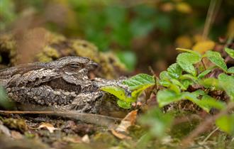 Photo of nightjar camouflaged against leaves and tree branches