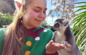Christmas at The Tropical Butterfly House!
