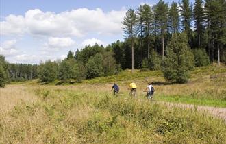 Adventure Pine Cycle Route