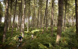 Sherwood Pines Mountain Bike Cycle Trails