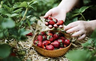 Strawberry Picking 2024