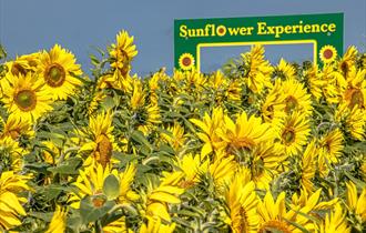 Sunflower Experience