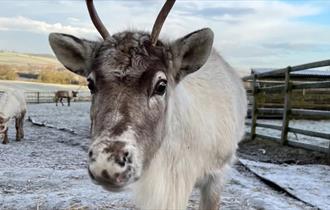 Reindeer at Belvoir Retail Village