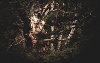Ghost Story Guided Walk
