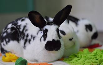 National Rabbit Festival