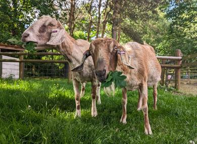 Wheelgate Family Theme Park - Visit Nottinghamshire