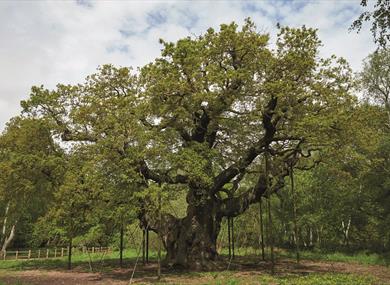 The Major Oak Woodland Festival 2022 - Visit Nottinghamshire