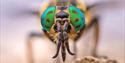Close up of an insect head