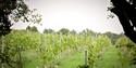 Hanwell Wine Estate | Visit Nottinghamshire