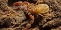 A pseudo-scorpion on a tree trunk