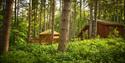 Forest Holidays | Visit Nottinghamshire