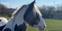 Stonebridge City Farm
