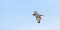 Go Active Falconry
