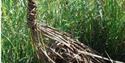 Duck, Obelisk & Basket Willow Weaving Workshop
