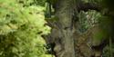 Sherwood Forest Visitor Centre & National Nature Reserve