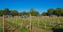 Wolds Wine Estate | Nottinghamshire