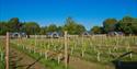 Wolds Wine Estate | Nottinghamshire