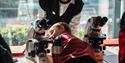 A child looking at a microscope